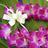 Logo: Maui Visitors and Convention Bureau